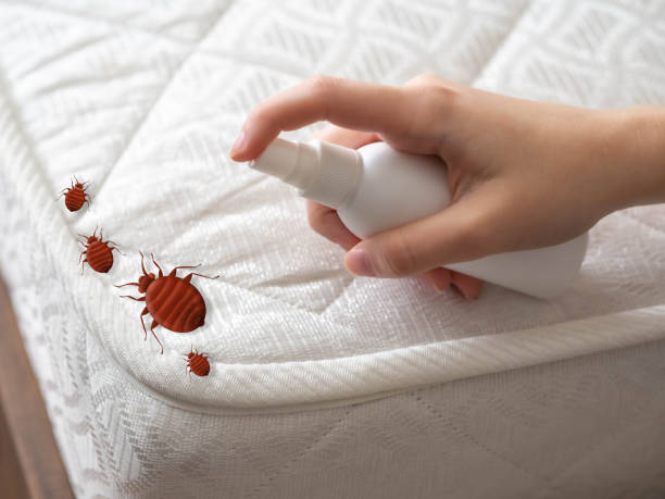 Best Mosquito Control Services  in Bensenvle, IL